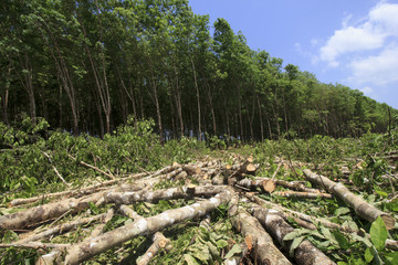 Deforestation environmental problem, rain forest destroyed for oil palm plantations