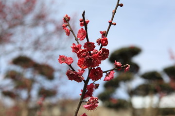 紅梅の花