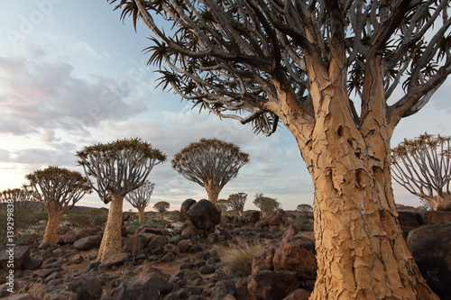 namibia quiver tree forest