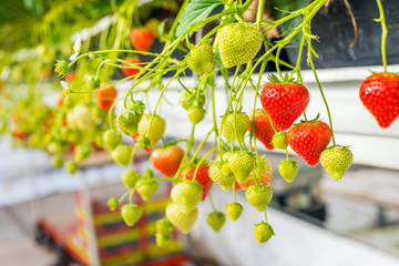 Ripe and unripe strawberries from close