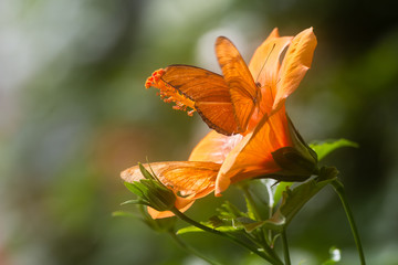 Dryas julia auf Hibiscus