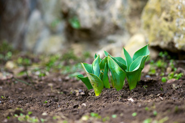 Fototapeta premium Sprouted spring flowers tulipls in early spring garden
