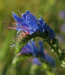 blue Bugloss