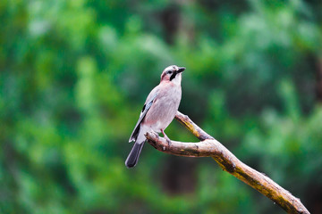 Blue Tit Bird sitting on a stump