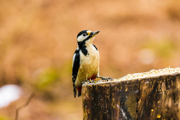 Great Spotted Woodpecker on a stump
