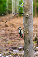 Great Spotted Woodpecker in a spring forest