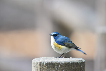 ルリビタキの雄