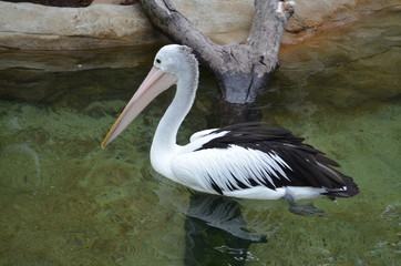 Pelican sur l'eau
