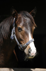 Closeup of a young purebred horse