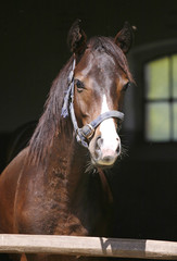 Naklejka premium Portrait of a young stallion at animal farm
