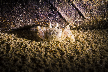 Small crab on a beach
