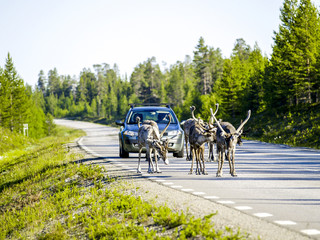 Fototapeta na wymiar Reindeers on the street, Sweden, Norrland, Lapland