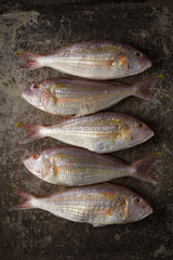 Raw Sea bream fish on metal background, top view