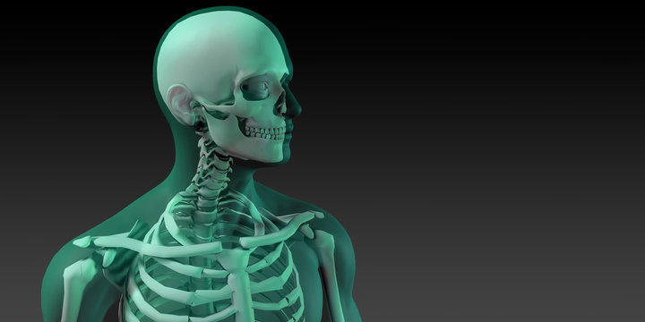 Medical Illustration of Human Body and Bones