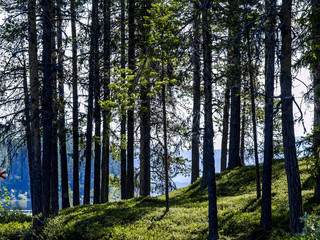 Fototapete bei efototapeten.de bestellen   