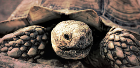 A close up photo of a very old tortoise
