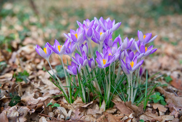 Fr&uuml;hlingserwachen - lila bl&uuml;hende Krokusse