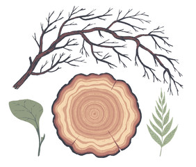 Natural decorative elements. Botanical illustrations. Vector clip art.