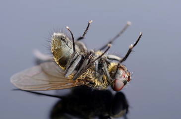 Fliege in Morgenstarre