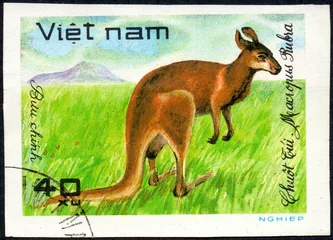 Photo sur Plexiglas Kangourou VIETNAM - CIRCA 2017: A Stamp printed in Vietnam shows Red kangaroo Macropus Rubra, series Animals, circa 1981