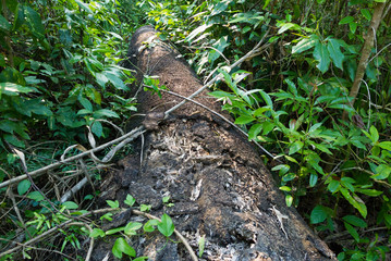 Fallen tree surrounded by vegetation