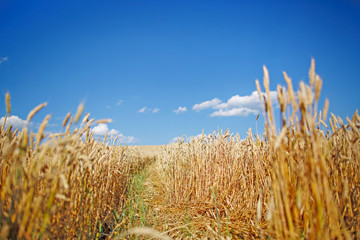 Obraz premium Blue sky and a field of wheat. Flag of Ukraine in nature. A serene sunny day in the Ukrainian steppe