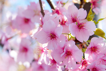 Sakura