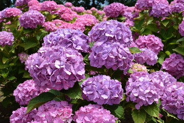 マダム・プラムコック（アジサイ）