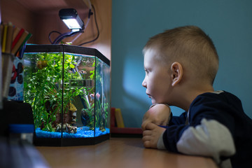 Fototapeta premium Boy is watching fish tank in his room, best pets for kids
