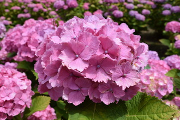 マダム・プラムコック（アジサイ）