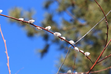 willow buds