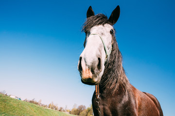 Close Up Of Funny Portrait On Wide Angle Lens Of Horse On Blue Sky Background