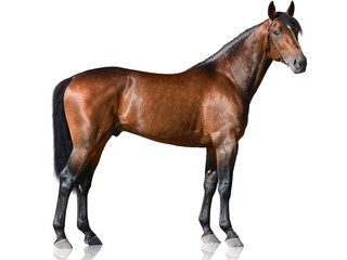 The brown thoroughbred stallion standing isolated on white background side view