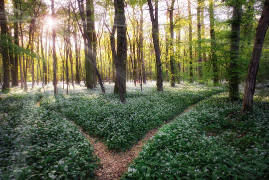 Time To Take The Decision At A Bifurcation Of A Path In Forrest To Walk Left Or Right. Where Is The Bright Future? The Goal Is Success! Wild Garlic Is Flowering Everywhere In The Woods In Springtime.