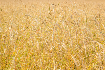 Ripe wheat background. Close up ears