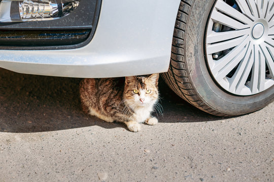 Cat Sits Dangerously Under The Wheel Of Car