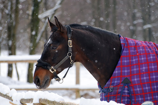 Portrait of thoroughbred sorrel horse in bridle and blanket in snow. Walking race horses during the cold season. Trotter brown color is winter in the outer paddock.
