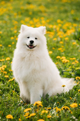 Young Happy Smiling White Samoyed Dog Or Bjelkier, Smiley, Sammy
