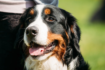 Bernese Mountain Dog Berner Sennenhund Close Up