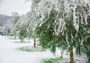 Olive trees under snow in unusually cold winter