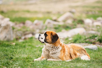 St. Bernard Or St Bernard Dog Sit Outdoor In Green Spring Meadow