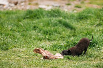 Black Mixed Breed Homeless Puppy Dog Drags On Grass Cow Bone.