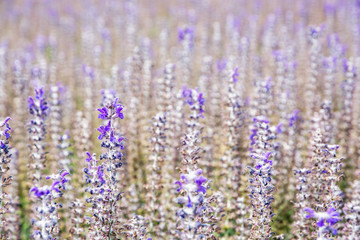 Obraz premium Lavender flowers in the field