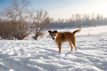 Dog on a snow