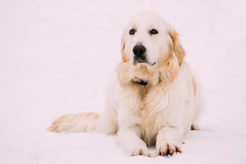 White Labrador Retriever Dog Sit In Snow At Winter Season