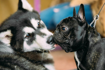 Funny Lovely Dogs - Alaskan Malamute And French Bulldog Dogs To Kiss Each Other.