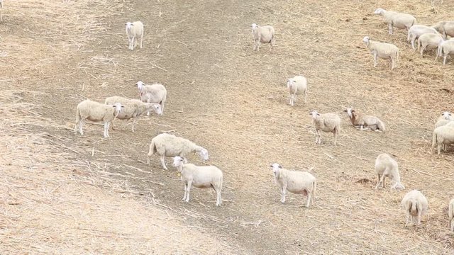 pecore al pascolo