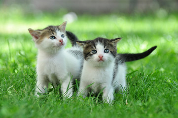 Two little kittens in the green grass