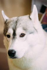 Gray Adult Siberian Husky Dog Close Up Portrait