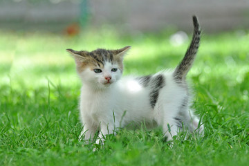 Little kitten play in the grass, Cute little kity © Ivan
